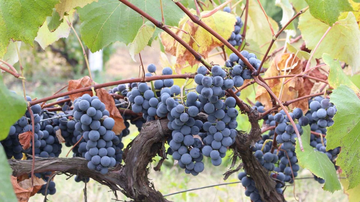 There are as delicious and diverse as the varieties of wine are on a  wait of your taste&nbsp;buds